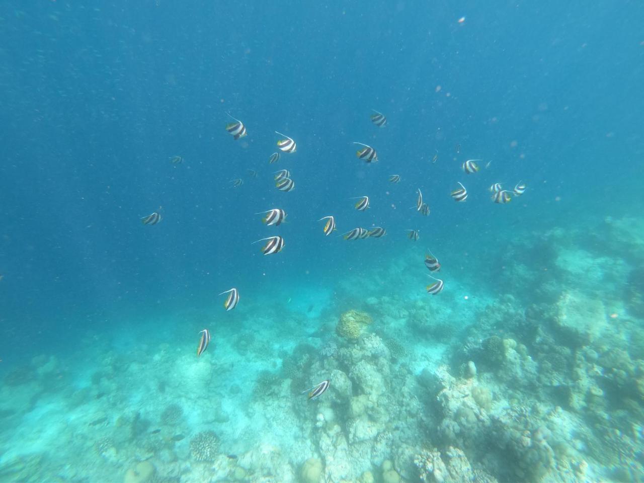 Feridhoo 西维内克斯旅馆酒店 外观 照片